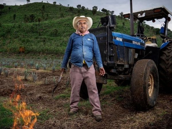 Meet Donato, the oldest Jimador in our Blue Weber Agave Fields