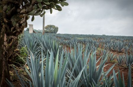 Photo for: Tequila Embajador: Family Owned & Operated Distillery